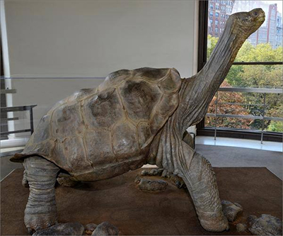 El Solitario George ya se exhibe en Nueva York