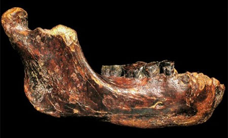 Hallan la fósil de un homínido prehistórico desconocido