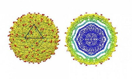 Logran desvelar la estructura del virus del Zika