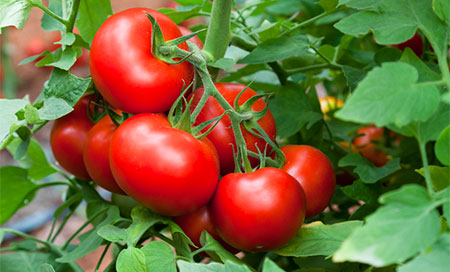 Generar electricidad a partir de tomates desechados