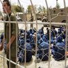Llamadas palestinas para un esfuerzo nacional unificado