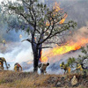Incendios en M&eacute;xico afectan más de 10 mil hectáreas
