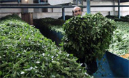 Investigador iraní fabrica maceta descomponible con residuo de t&eacute;