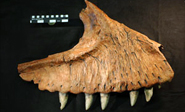 Identifican nuevos fósiles de grandes dinosaurios carnívoros