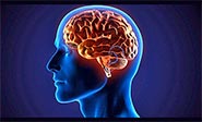 Descubren la región cerebral responsable del dolor crónico