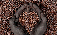 Angola planea duplicar su producci&oacute;n de Caf&eacute;