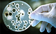 Manipulan gen&eacute;ticamente bacterias del g&eacute;nero Ralstonia eutropha