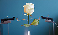 Un nuevo material transforma una flor en una bater&iacute;a