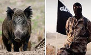 Una manada de jabal&iacute;es ataca y mata a tres terroristas de Daesh en Iraq