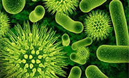 Un nuevo antibi&oacute;tico contra las superbacterias 