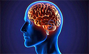 Descubren que el cerebro tiene vasos linf&aacute;ticos