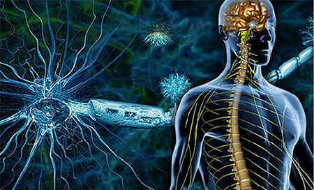 Una nueva v&iacute;a para combatir la esclerosis m&uacute;ltiple