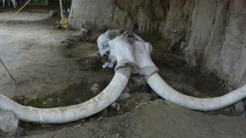 Hallan restos de un mamut de hace m&aacute;s de 10.000 a&ntilde;os en M&eacute;xico