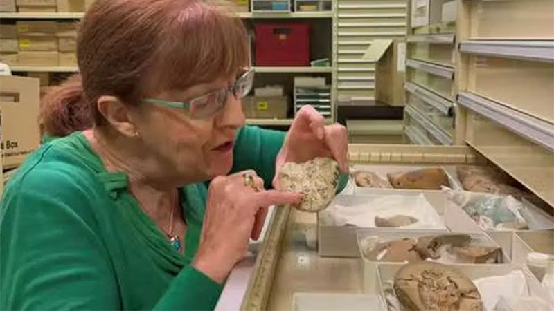 Hallan en Australia el coraz&oacute;n f&oacute;sil m&aacute;s antiguo: 380 millones de a&ntilde;os