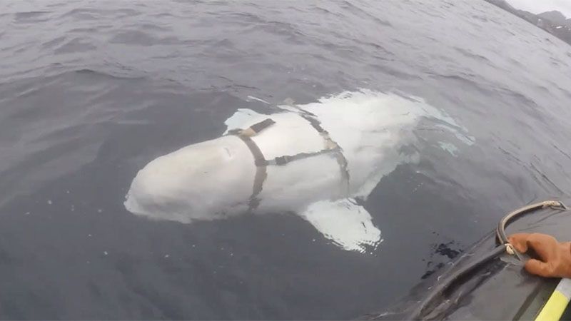 La supuesta &ldquo;ballena esp&iacute;a&rdquo; rusa, reaparece en Suecia